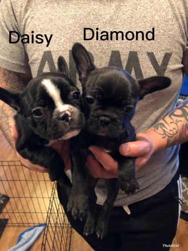 French Bulldog female puppies