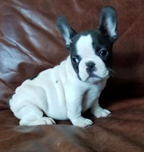 Healthy male and female French Bulldog puppies