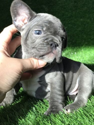 Blue French Bulldogs