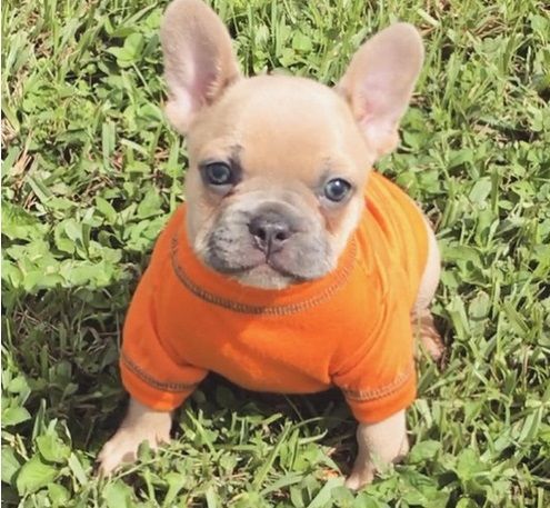 Beautiful litter of 5 French Bulldog Puppies.