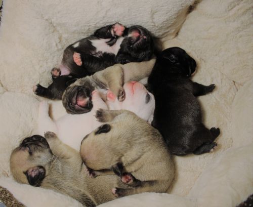 French Bulldog Puppies