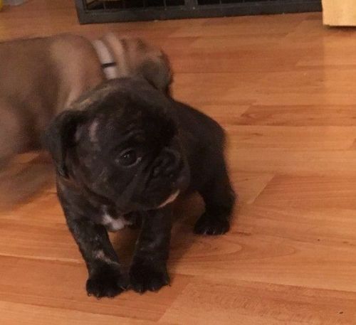 French bulldog available