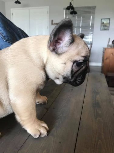 French Bulldog