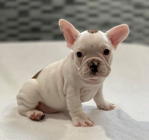 French Bulldog Puppies for sale in Los Angeles, CA, USA. price: $500