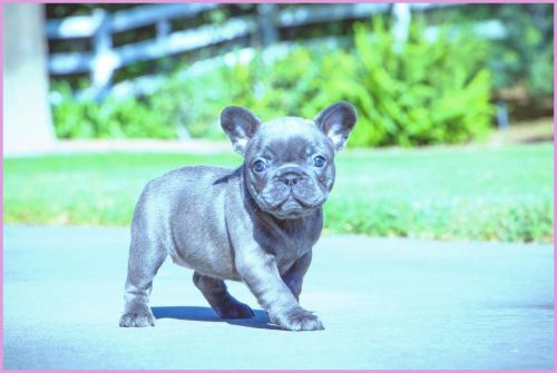 French Bulldog Puppies for sale in Los Angeles, CA, USA. price: $420