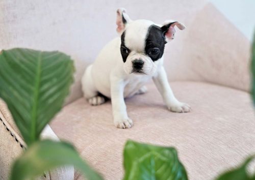 Bentley the Mini French Bulldog ($5,000)