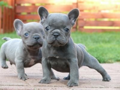 Cute and Adorable French Bulldogs