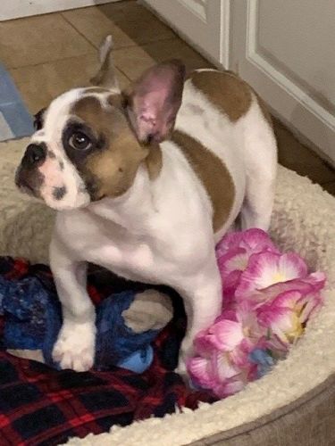 Male French Bulldog PUppy