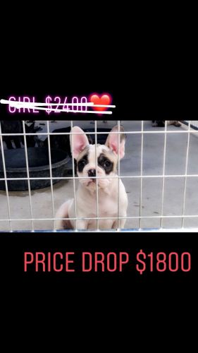 French bulldog puppies
