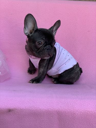 Chocolate brindle French bulldog