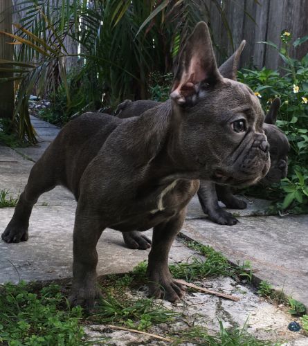 French Bulldog