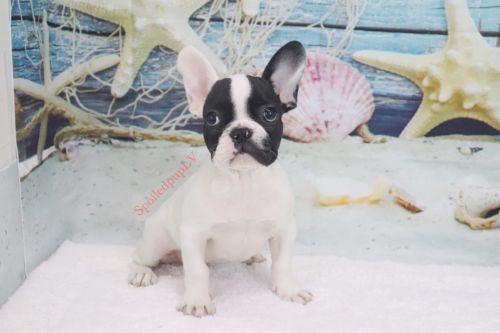 French Bulldog - Cookies n Cream - Female