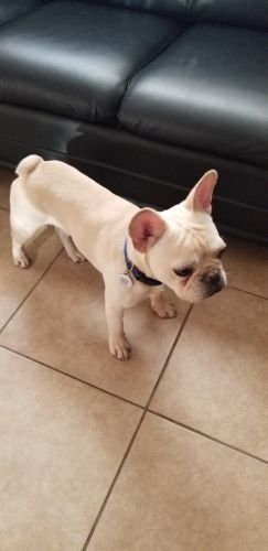 French bulldog puppy