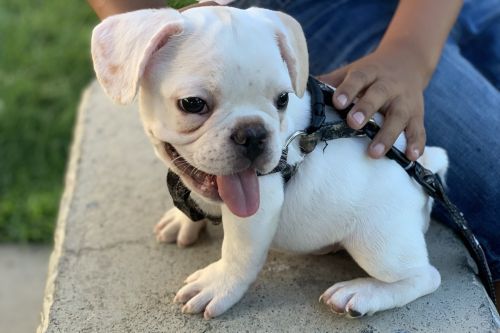 French Bulldog