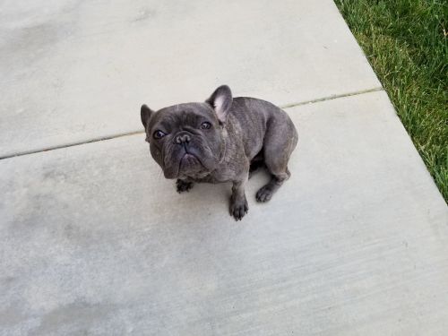 Frenchie for sale