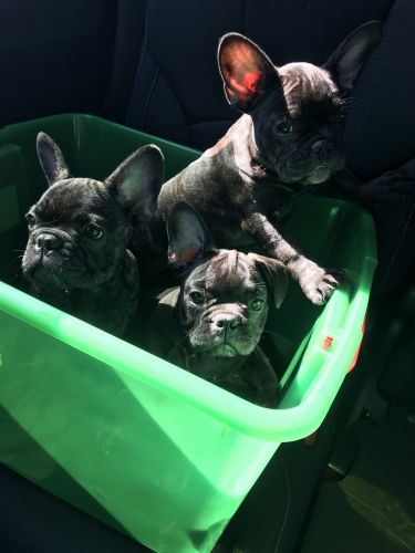 French Bulldogs for sale