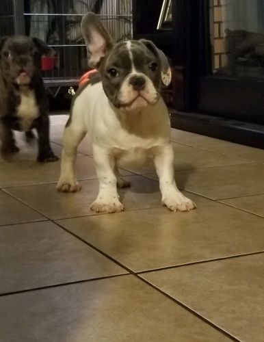 Frenchie puppies 12 weeks