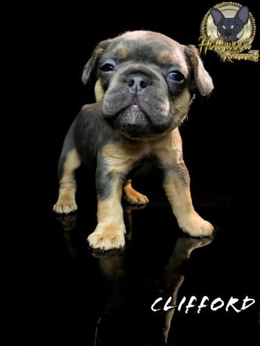 Blue and tan French Bulldogs