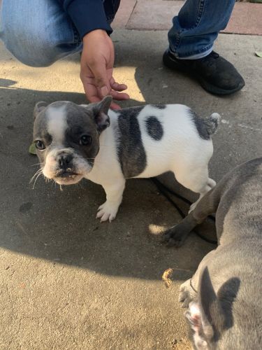 French bulldog