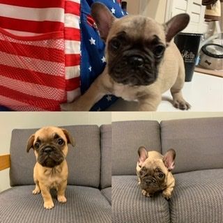 French bulldogs