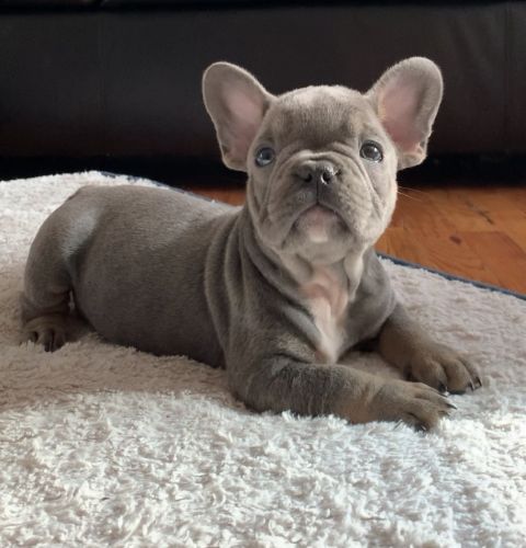 French bulldogs for sale