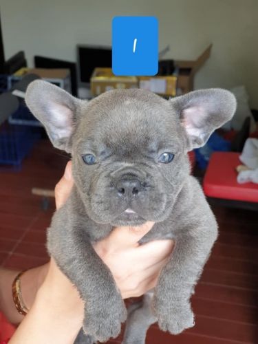 French Bulldog Puppies