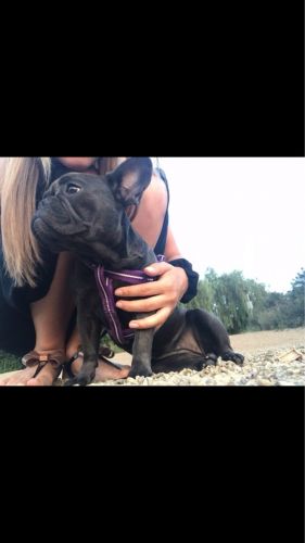 Stunning Frenchies Girls Left. Ready To Go