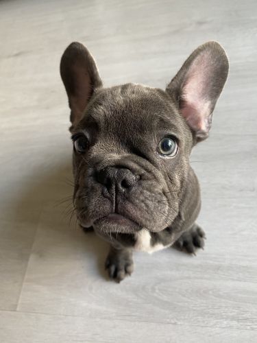 BLUE male French bulldog