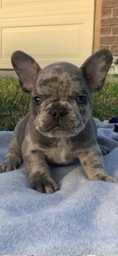 FRENCH BULLDOG PUPPIES