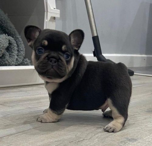 Askia French Bulldogs
