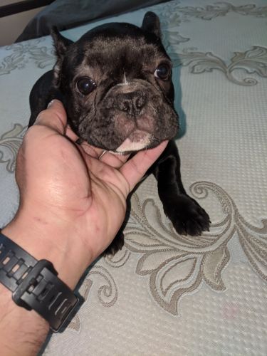 I'm selling a female Frenchie