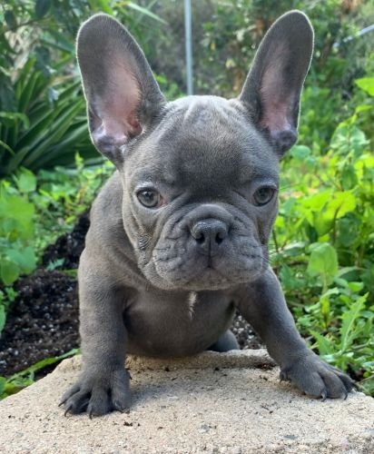 10 weeks old French Bulldogs with Papers. 1st Shots done.