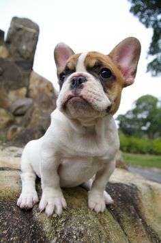 French bull mastiff puppies available