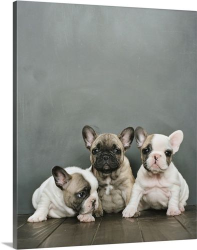 Male and female Frenchie