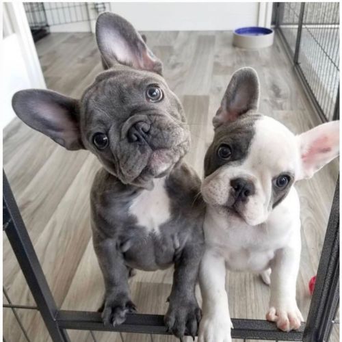 Male and female Frenchie