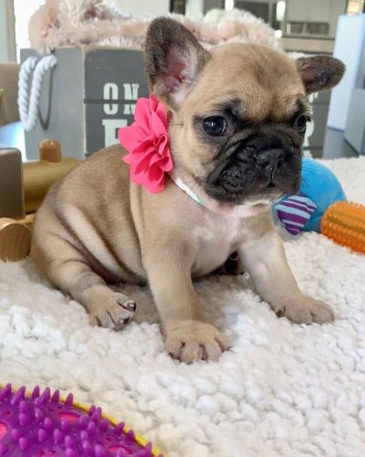 Gorgeous french Bulldog puppies