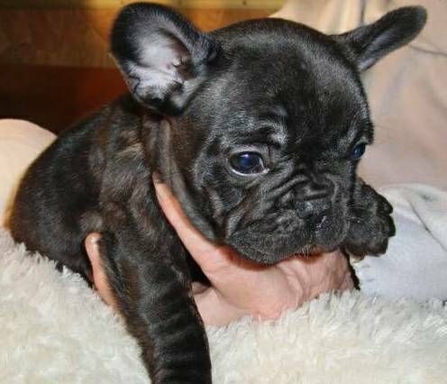 Adorable French Bulldog puppies