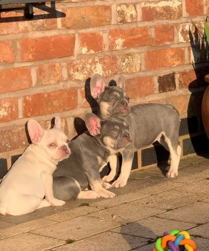 Cute French Bulldog Puppies Available Now