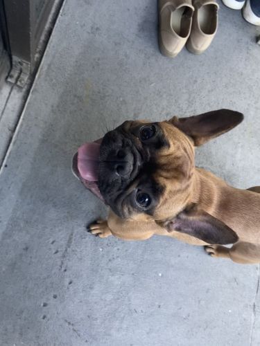 6 months old French bulldog