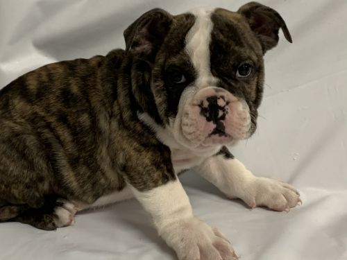 English Bulldogs