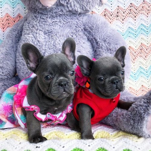 Nice French bulldog