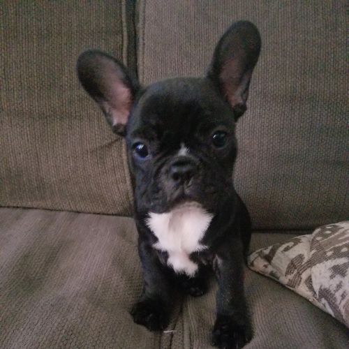 Female black/brindle french bulldog
