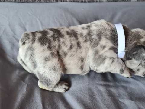 adorable MERLES frenches puppies