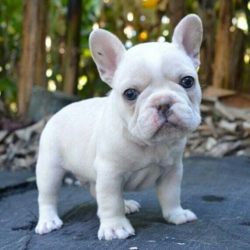 French Bulldog Puppies