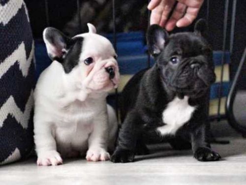 French Bulldog Puppies