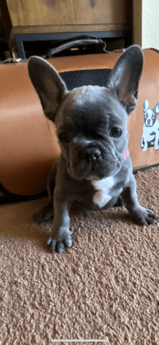 Blue French Bulldog