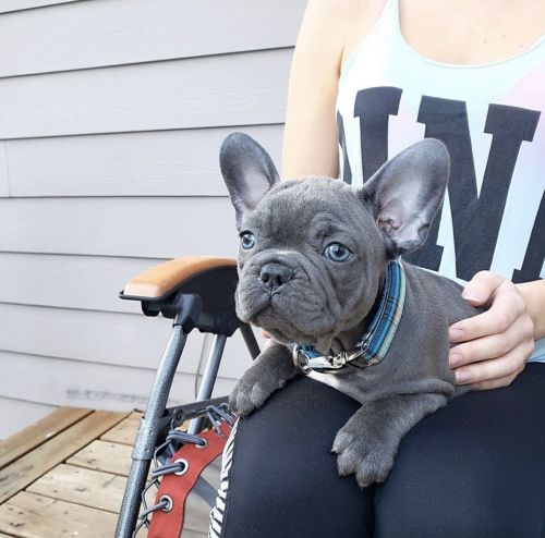 French bulldog puppies available