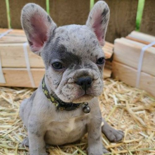 8 wk old blue merle male french bulldog