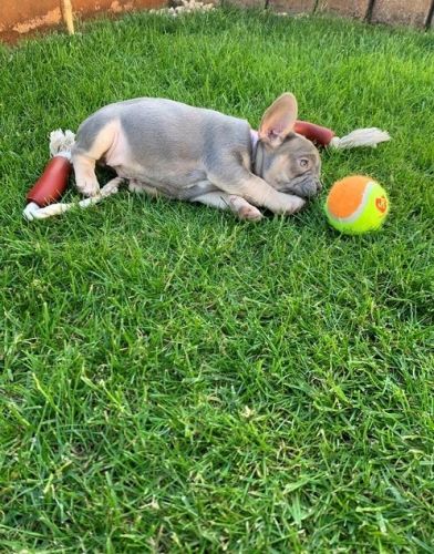 Brindle X French Bulldogs Now