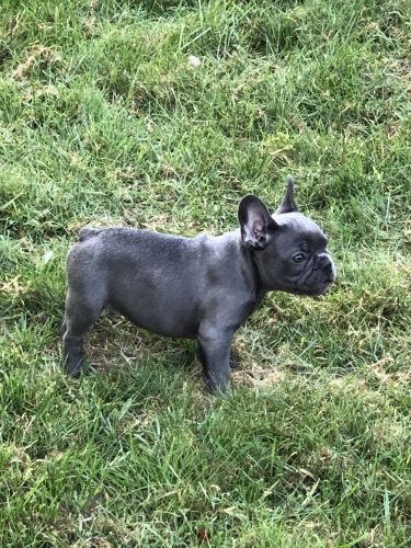 Beautiful blue frenchie